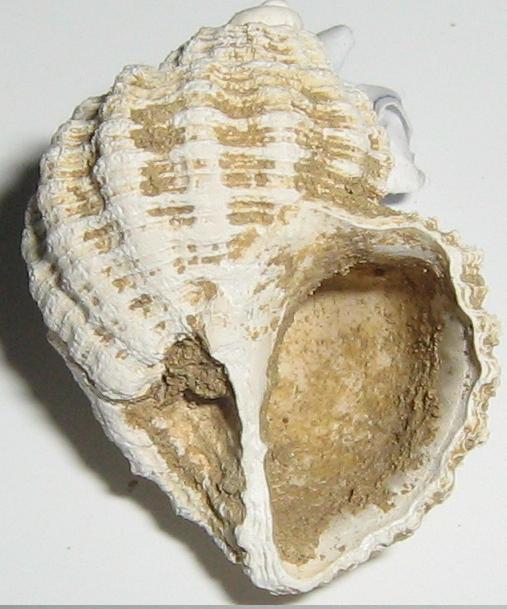 Trigonostoma scabrum (Deshayes, 1830) Pliocene Toscana